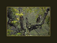 Yellow Birch Tree